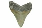 Serrated, Fossil Megalodon Tooth - North Carolina #373111-2